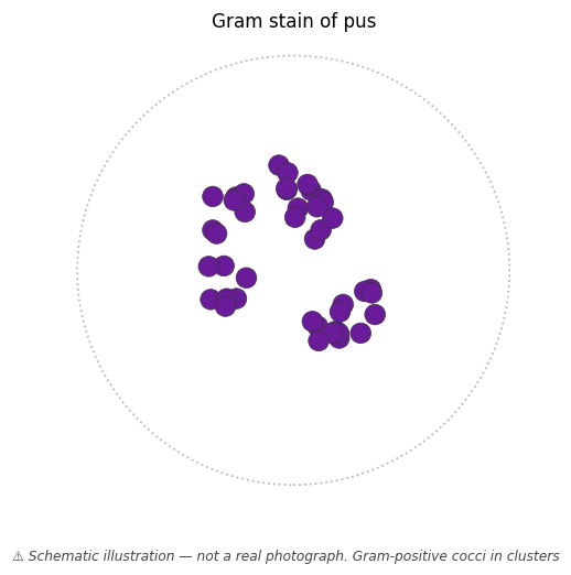Gram-positive cocci in clusters